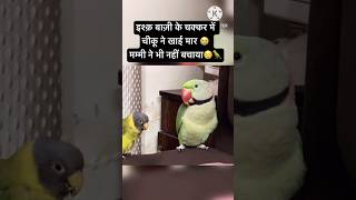 Ishq mein Khai Maar 😭Mummy Ne Bhi Nahi Bachaya 😡parrot funny comedy youtubeshorts shorts [upl. by Laddie624]