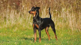 Pinscher Scopri i Pro e Contro di Questa Razza Straordinaria [upl. by Uchish]