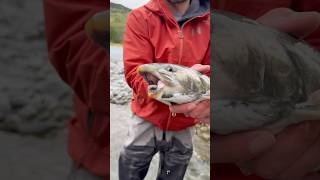 This is why you should use barbless hooks fishing alaska troutfishing fishinggear shorts [upl. by Olatha677]