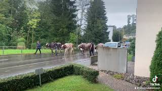 Alpabfahrt St Gallen StGeorgen Sept 2024 [upl. by Tsai]