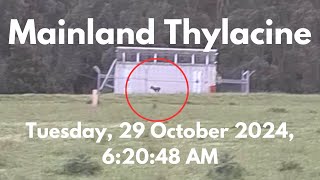 NEW Mainland Thylacine FOOTAGE  Yarra Ranges  Tasmanian Tiger [upl. by Akinajnat]