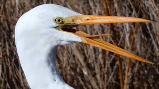 Great egret call sound flying eating fish  Bird [upl. by Eichman]