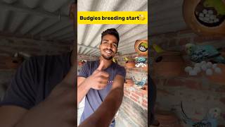 Budgies breeding start🥳 petlover minivlog budgiesfam pigeon kabutar kabootar birds [upl. by Hally676]