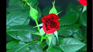 Blooming Red Rose Timelapse [upl. by Sydney]