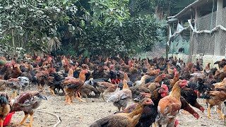 Chicken raising process and disease prevention and treatment for chickens [upl. by Munroe]