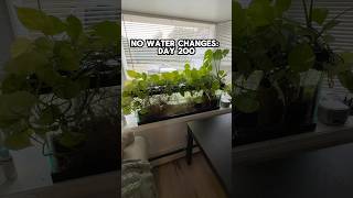 ZERO WATER CHANGE TANK Day 200 [upl. by Nylg]