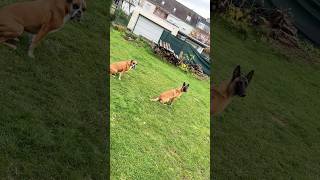 Malinois amp Boxer Ballspiele malinoislove boxerdog malinoislovers malinoispower doglovers dogs [upl. by Einittirb850]