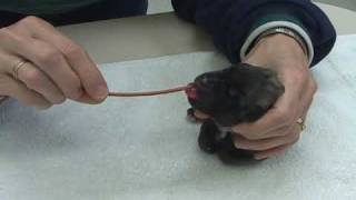 schultzvetcom Tube Feeding Pups william schultz dvm [upl. by Briggs269]