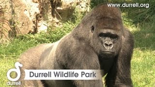 Sneak peek of Durrell Wildlife Park Jersey [upl. by Eugeniusz809]