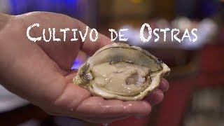 Documentário  Cultivo de Ostras conheça o processo de cultivo deste molusco [upl. by Vachell]