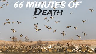 66 MINUTES of GEESE Getting FOLDED [upl. by Nevada]