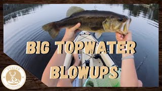 BIG TopWater BLOWUPS Kayak Fishing [upl. by Liatrice368]