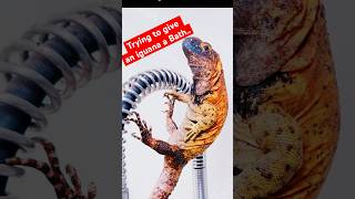 Got Other Plans thanks pets reptiles iguana animalshorts [upl. by Ziana]