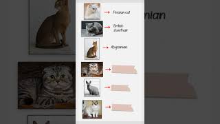 Can you name these Cat breeds [upl. by Idur]