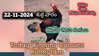 221124 Kukkuta Sastram Today Winning Colours  Today winning colours in Telugu 2024 Kukkuta Sastr [upl. by Ocnarfnaig954]