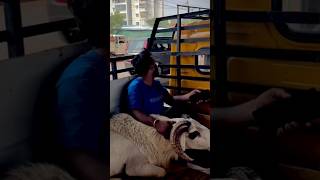 Vilayati Menda Injury injury vilaytisheep vilayati sheep animals karnataka animalemotions yt [upl. by Erskine]