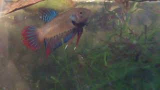 Wild Betta Imbellis vs Splendens [upl. by Rush]