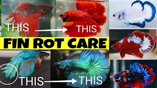 BETTA FISH FIN ROT CARE FULL GUIDE  BETTA FISH FIN DROP TREATMENT  HOW TO CARE BETTA FIAH [upl. by Jobye]