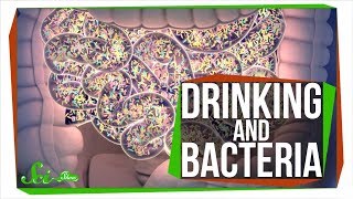 Does Drinking Alcohol Kill Your Gut Bacteria [upl. by Mehta]