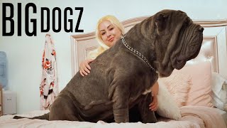 Ambush The 180lbs Neapolitan Mastiff  BIG DOGZ [upl. by Luis700]