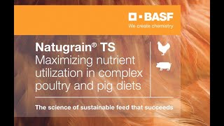 Natugrain® TS  Maximizing nutrient utilization in complex poultry and pig diets [upl. by Ailat908]