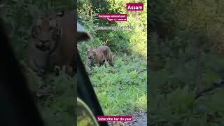 Kaziranga national park ASSAMTiger reserved Mukesh Kumar Sha [upl. by Debra768]