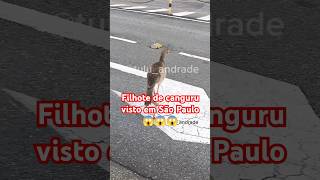 Filhote de canguru visto em São Paulo noticias canguru saopaulo urgente [upl. by Hatnamas]