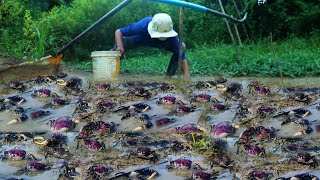 Wow Amazing Catching Mud Crabs at The Pond after Water Go Down by Using Hand Skills A Fisherman [upl. by Laina]