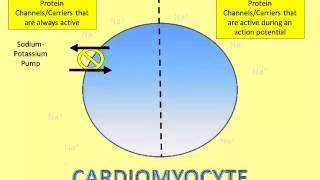 Where Does That Ion Go A Video of the Cardiomyocyte Action Potential Part 1 [upl. by Strenta947]