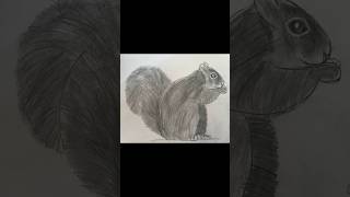 Sketch Of A Squirrel shortsfeed art [upl. by Deane]