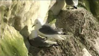 Kittiwakes on Seaford Head in 2007 [upl. by Lehcor]