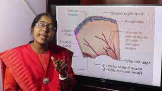 Lecture On Parietal bone [upl. by Crowns]