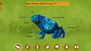 Blue poison Dart Frog  Anatomy Animation visual for fun amp study [upl. by Bigod481]