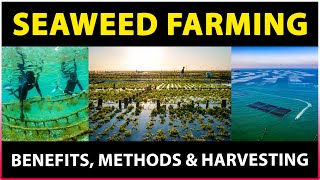 Seaweed Farming Benefits Methods and Harvesting Techniques  Seaweed cultivation Methods [upl. by Adnuhs]