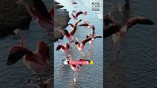 Flock of Flamingos Taking Flight at Patagonia Lake Argentina [upl. by Adnaloj]