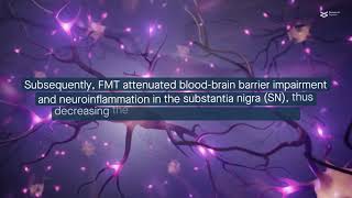 Fecal microbiota transplantation protects against induced Parkinsons Disease in mice [upl. by Selway]