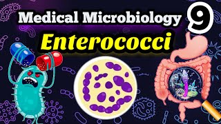 Gram positive Enterococci شرح بالعربي [upl. by Hurd]