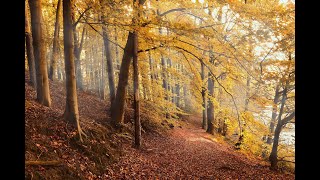 Natur Vögel Waldgeräusche  Geräusche zum Einschlafen  relaxing nature sound [upl. by Ley153]