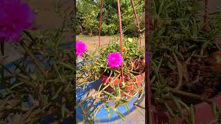 Portulaca grandiflora is a succulent flowering 🕊️ plant nature flowers portulaca garden views [upl. by Nolyaw]