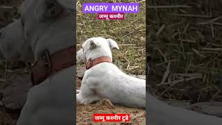 MYNAH TALKING BIRD IN POONCH  DOG मैना की आवाज MAINA लाली पक्षी TALKING COMMON MYNAH GOTARI [upl. by Akiria]