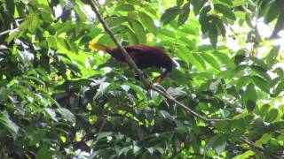 Montezuma Oropendola Mating Display in La Moskitia Honduras [upl. by Childers]