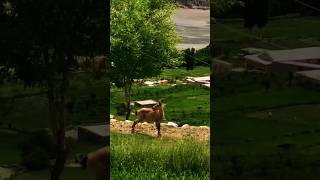 Baby ibex comes from high mountains for fresh grass ibexgoat animals shorts [upl. by Klina]