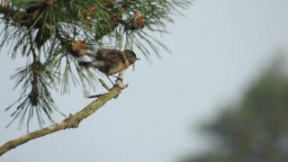 Vroege Vogels  Roodborsttapuit op tak [upl. by Hedveh]