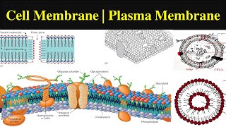 Plasma Membrane  Cell Membrane  Structure of Cell membranesCell Membrane lipid protein [upl. by Leumek1]