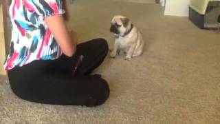 Cute 4monthold Pug Puppy Performs Tricks [upl. by Nav]