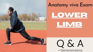 lowerlimb  patella  femoral triangle  femoral sheath  femoral canal  inguinal hernia  Tibia [upl. by Buatti]