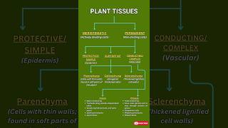 Plant Tissues Explained Meristematic Permanent Xylem amp Phloem  Biology Quick Guide [upl. by Elset]