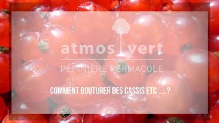 Comment bouturer un cassisier et autres Ribes [upl. by Elleinnad]