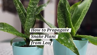 How to Propagate Snake Plant from Leaf snakeplant care indoorplants [upl. by Kcirddor49]