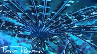 RARE FEATHER STAR SWIMMING [upl. by Edieh]